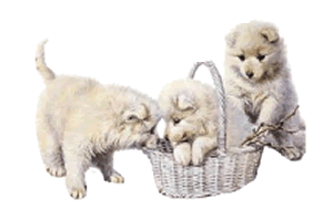 gif chiot spitz blancs