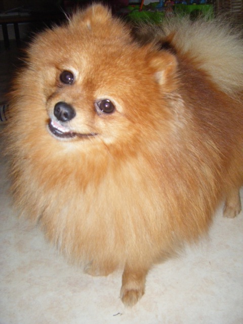 POM D`API