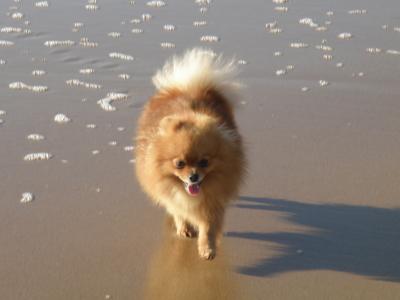 Daphnéeàlaplage