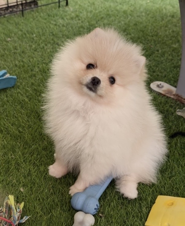 Vanille