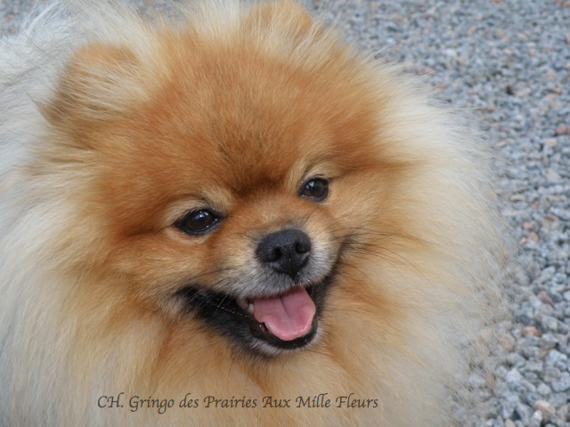 Juliette, le Spitz Nain, Éleveur de chiens Houssin Kuurne