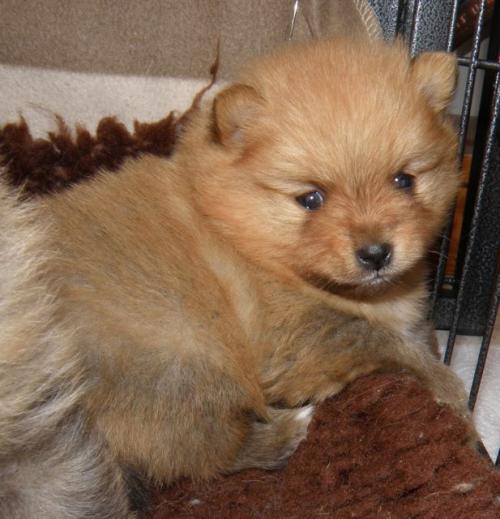 Golden Pom d`Api 4 semaines